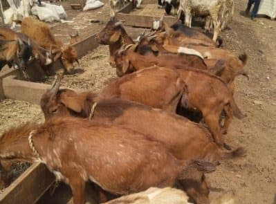 Hausa (Red Sokoto) goat breed
